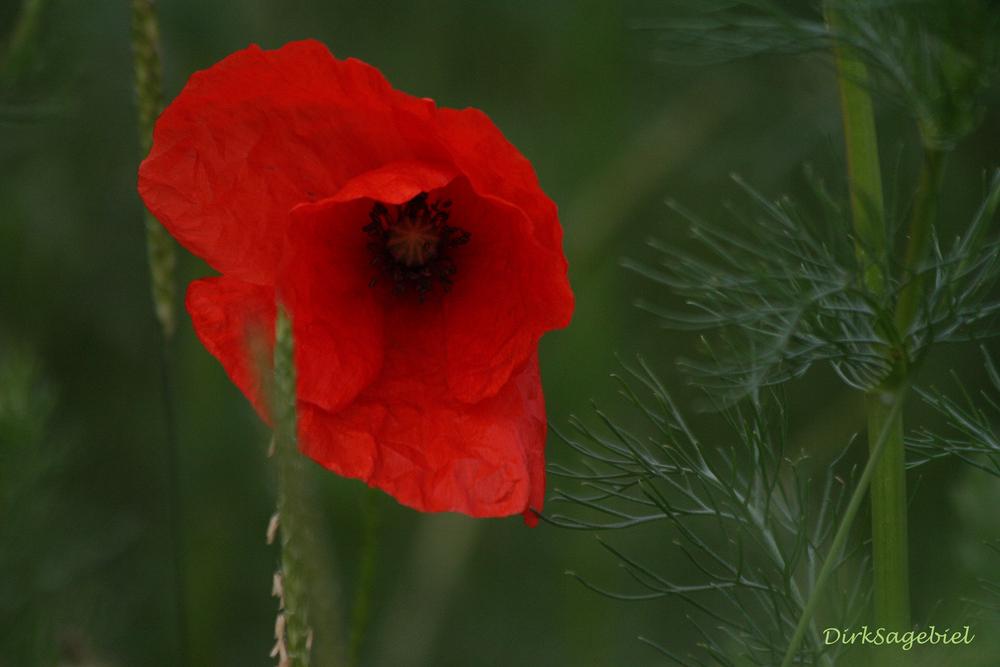 mohn II