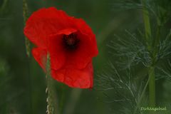 mohn II