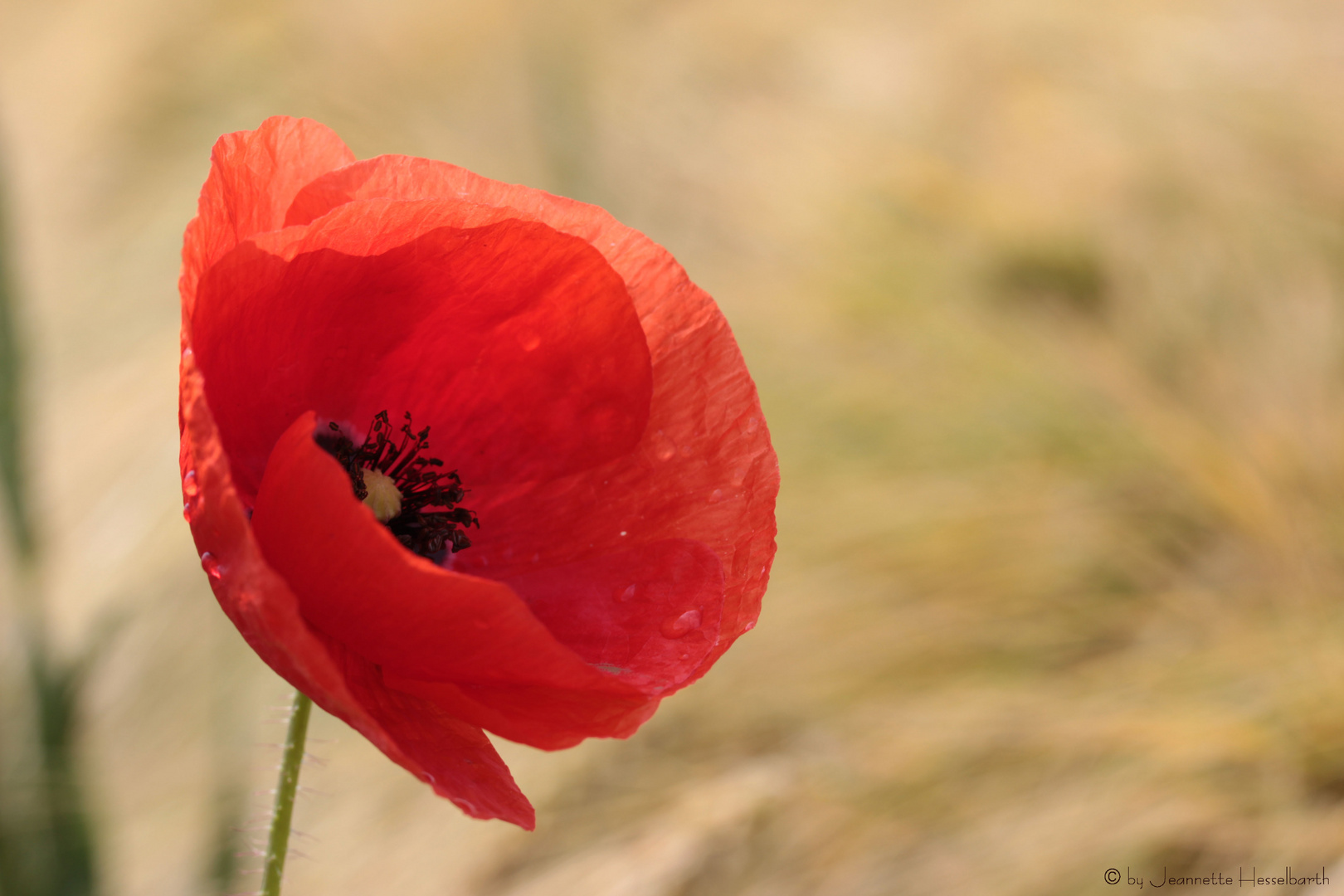 Mohn II