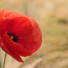 Mohn II