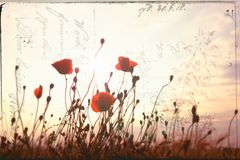 mohn II