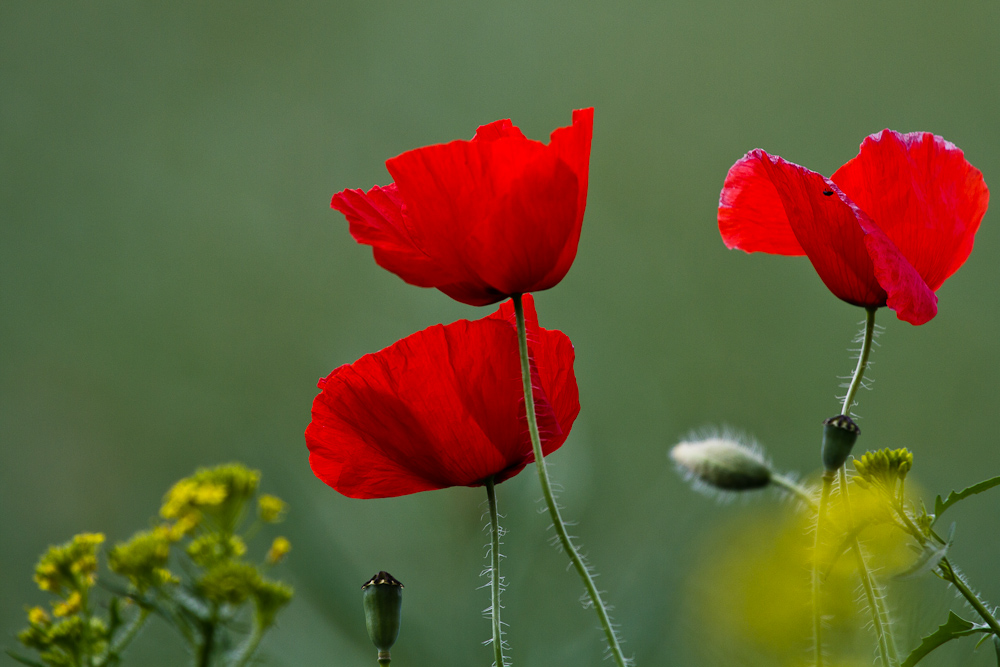 Mohn II