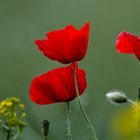 Mohn II