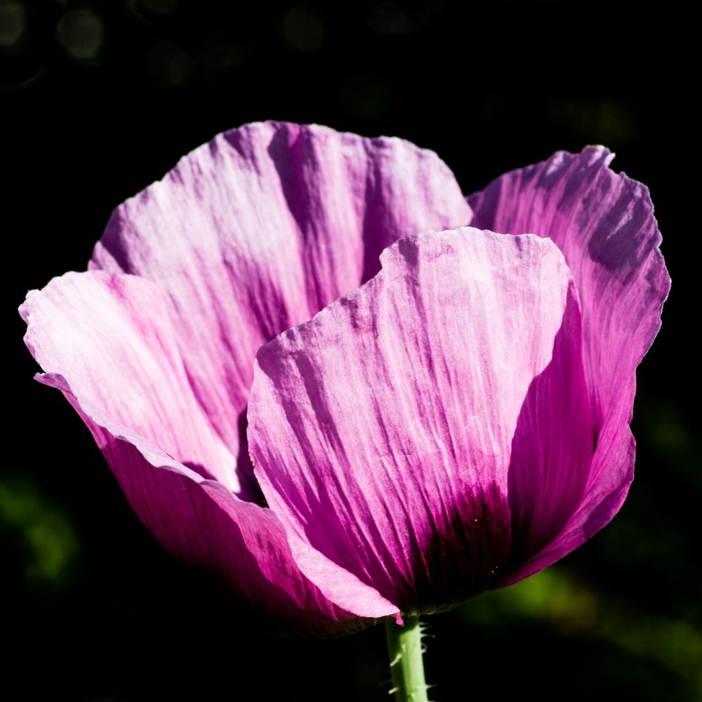 Mohn II