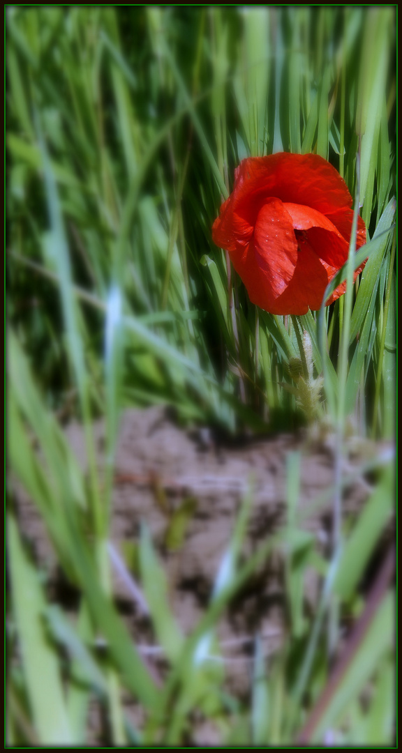 Mohn II