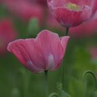 Mohn II.....