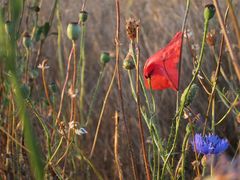 Mohn II