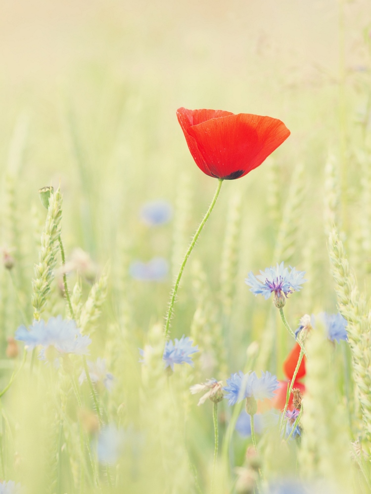 Mohn II