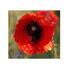 Mohn " II "