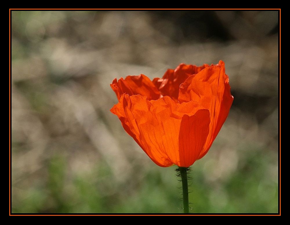 Mohn II