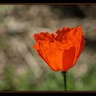 Mohn II