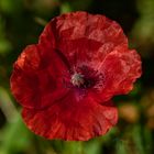 Mohn II