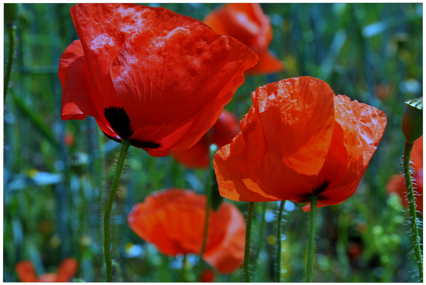 Mohn II (Amapolas II)