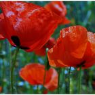 Mohn II (Amapolas II)