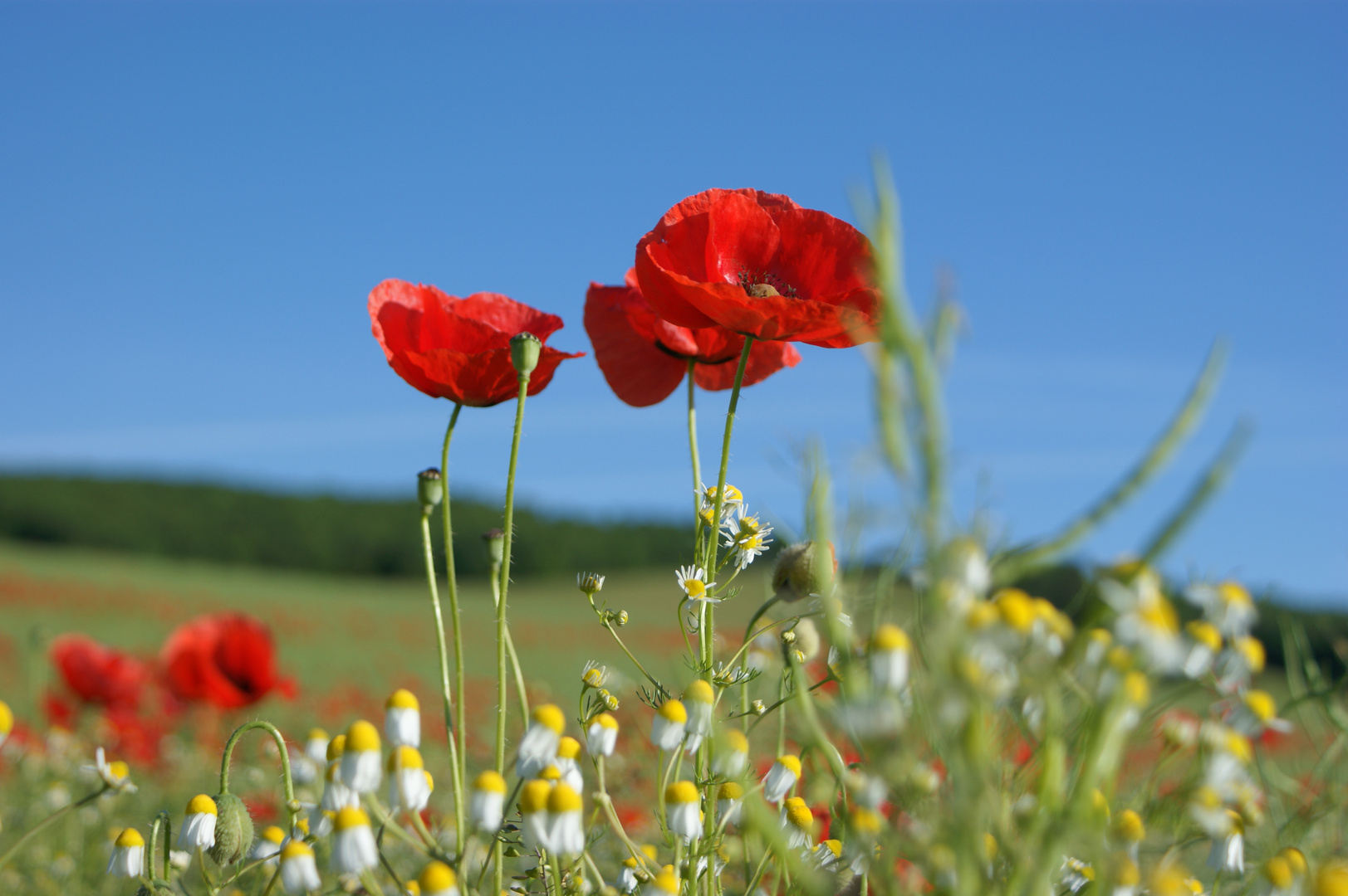 Mohn II