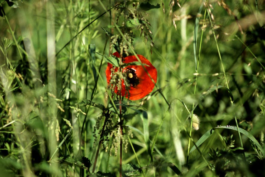 Mohn II