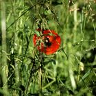 Mohn II