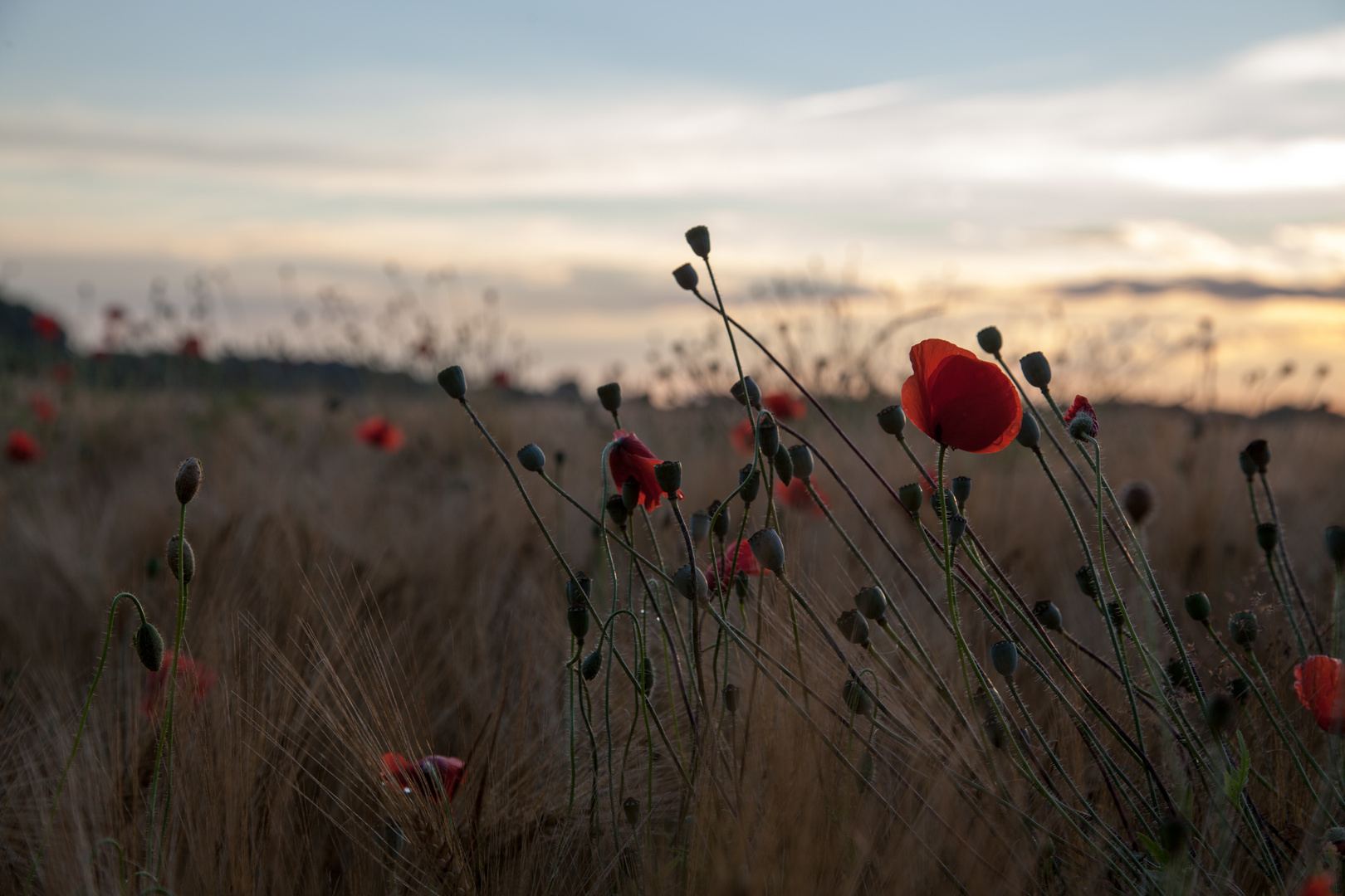 Mohn II