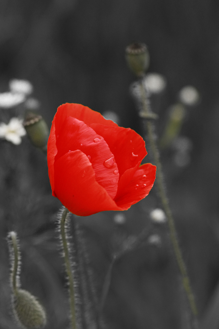 Mohn II