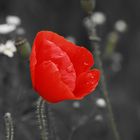 Mohn II