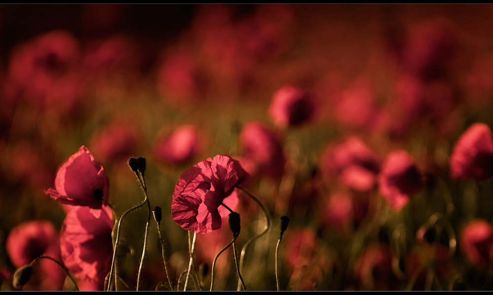 MOHN II