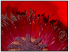 MOHN II