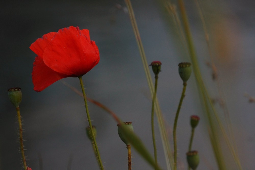 Mohn II