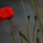 Mohn II