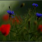 Mohn II...