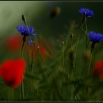 Mohn II...