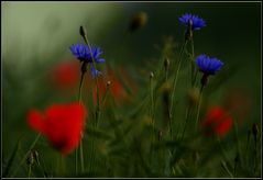 Mohn II...