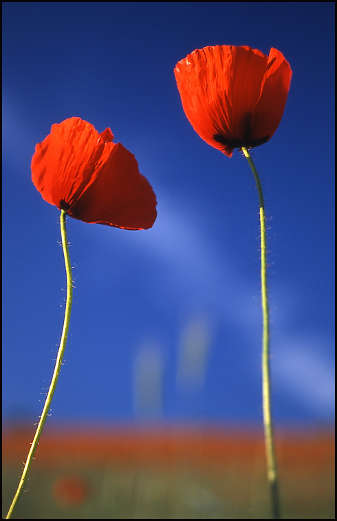 Mohn II