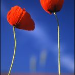 Mohn II