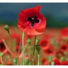 Mohn II