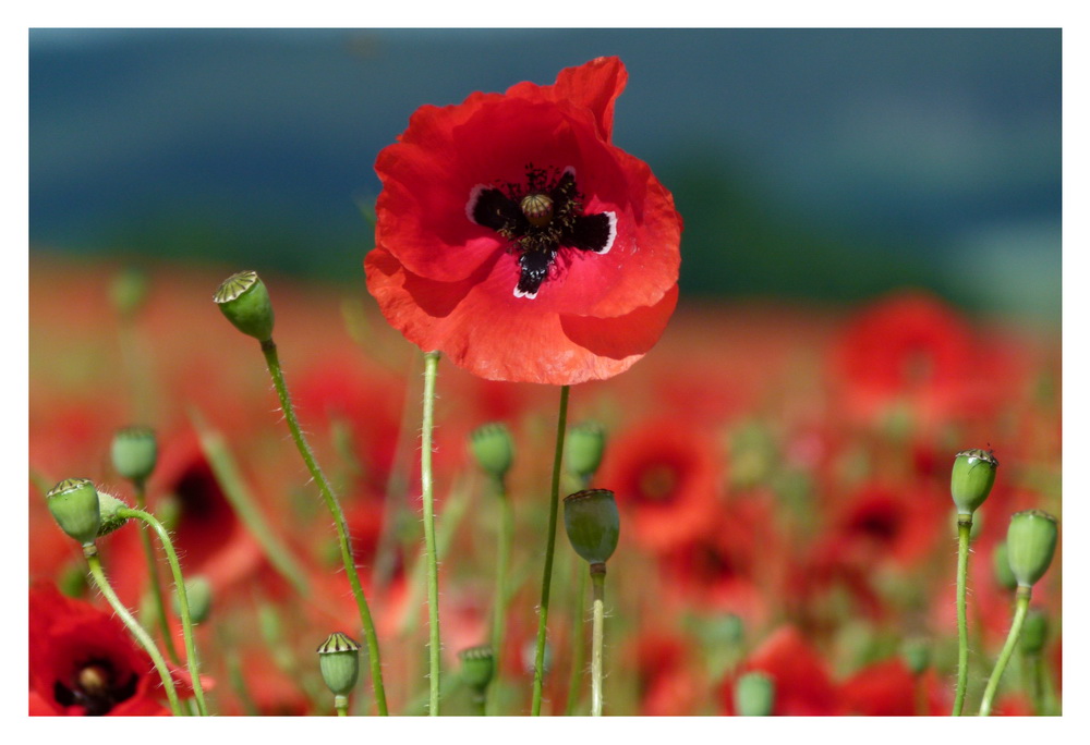 Mohn II