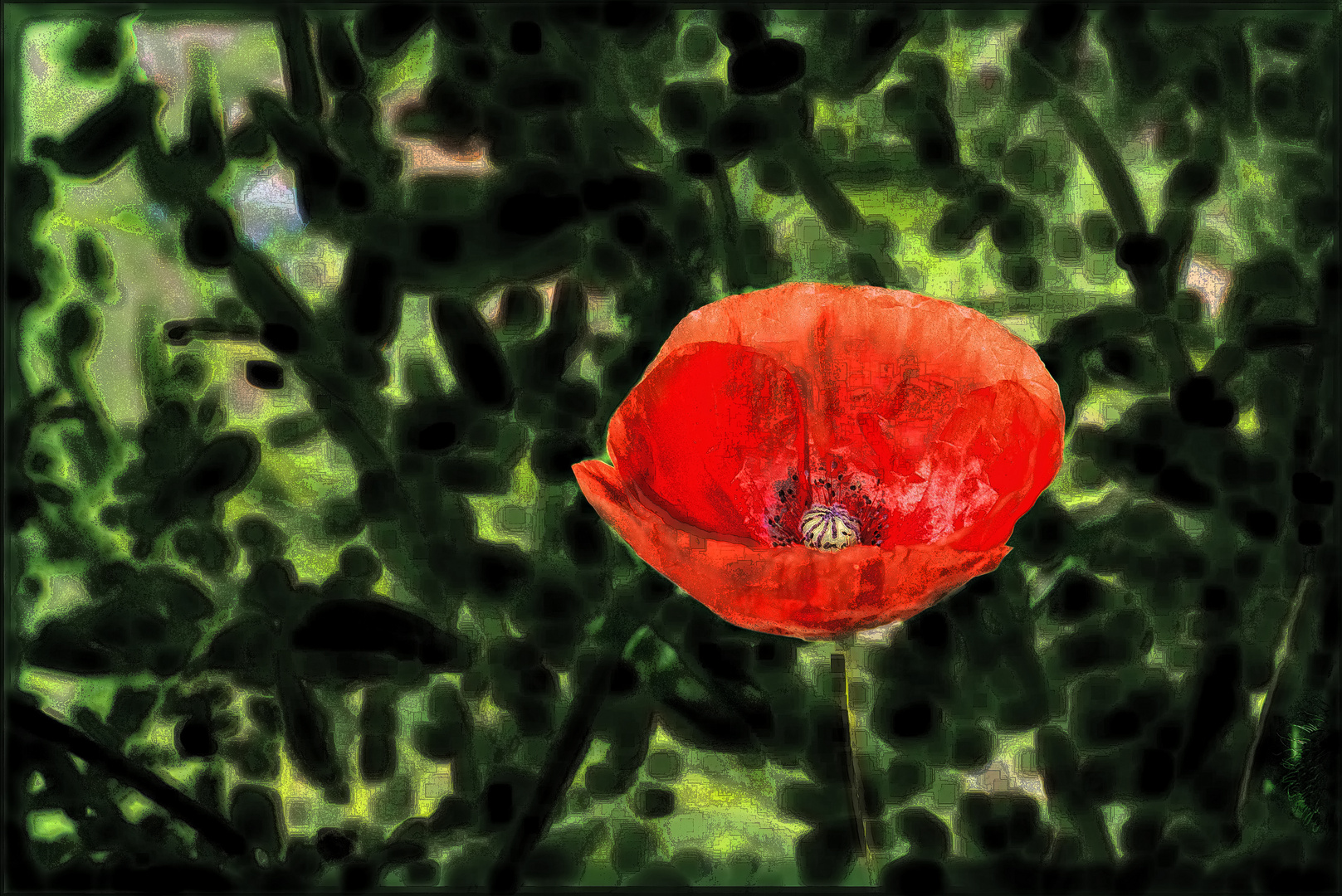 Mohn II