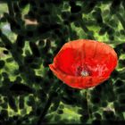 Mohn II