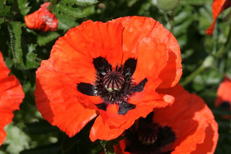 Mohn II