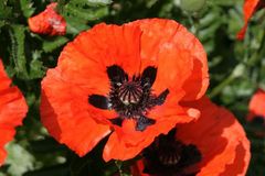 Mohn II