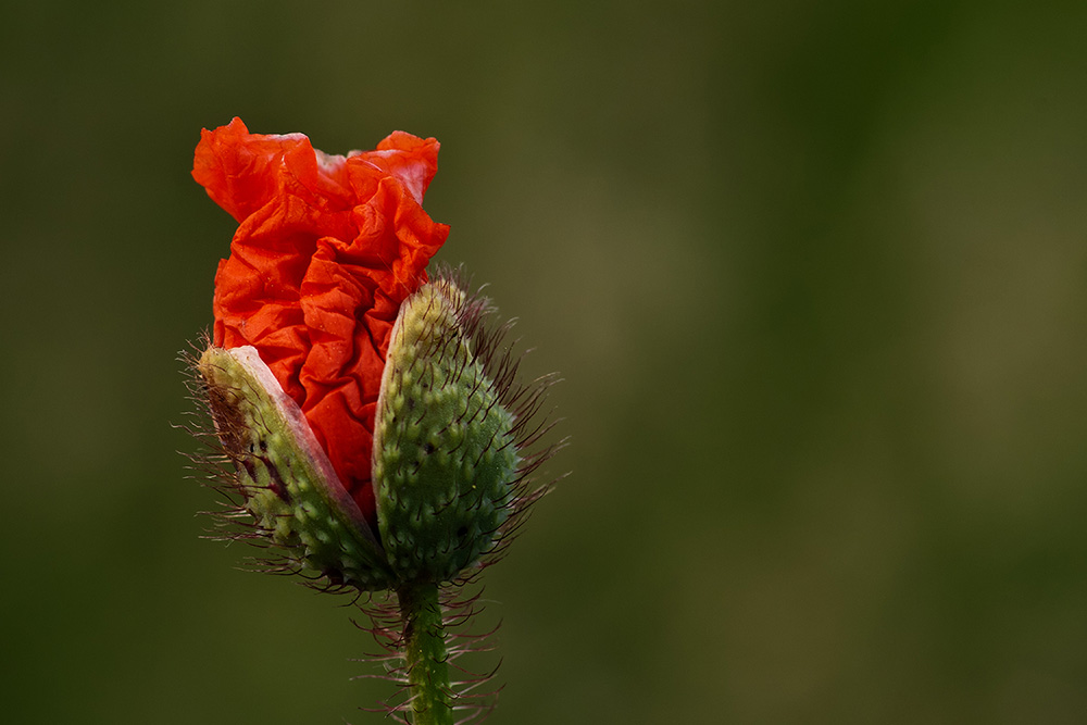 Mohn II