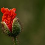 Mohn II