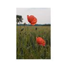 Mohn II