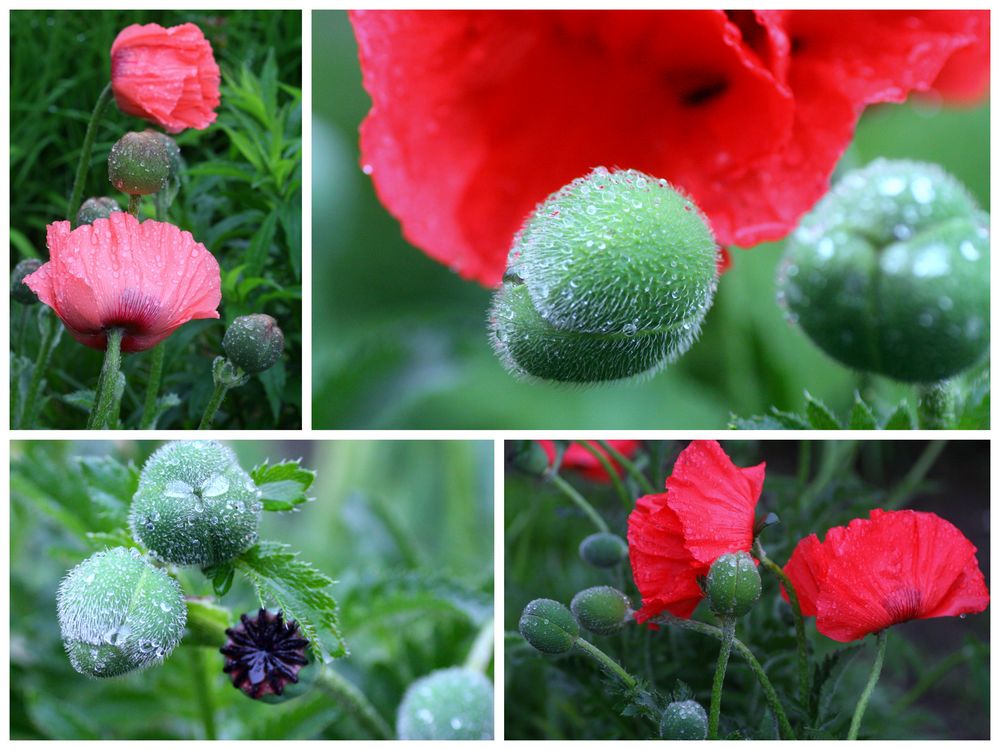 Mohn II -Nach dem Regen