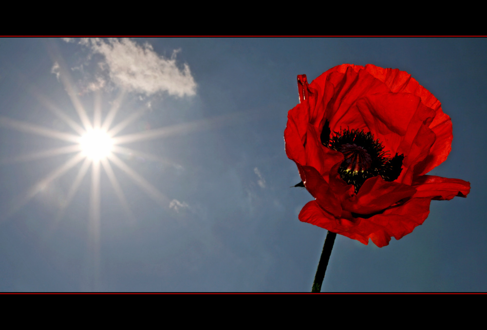 Mohn II (reload)