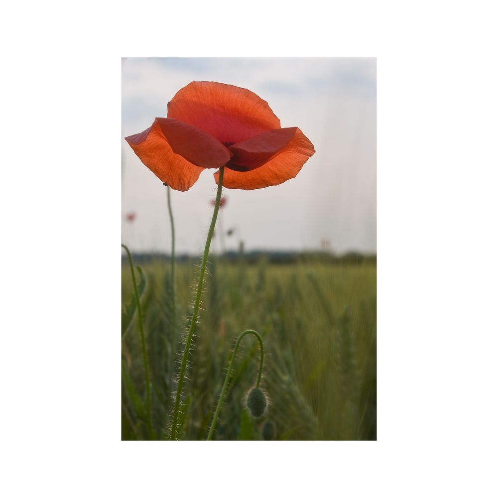 Mohn III