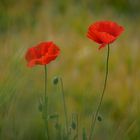 Mohn III