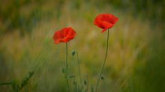 Mohn III