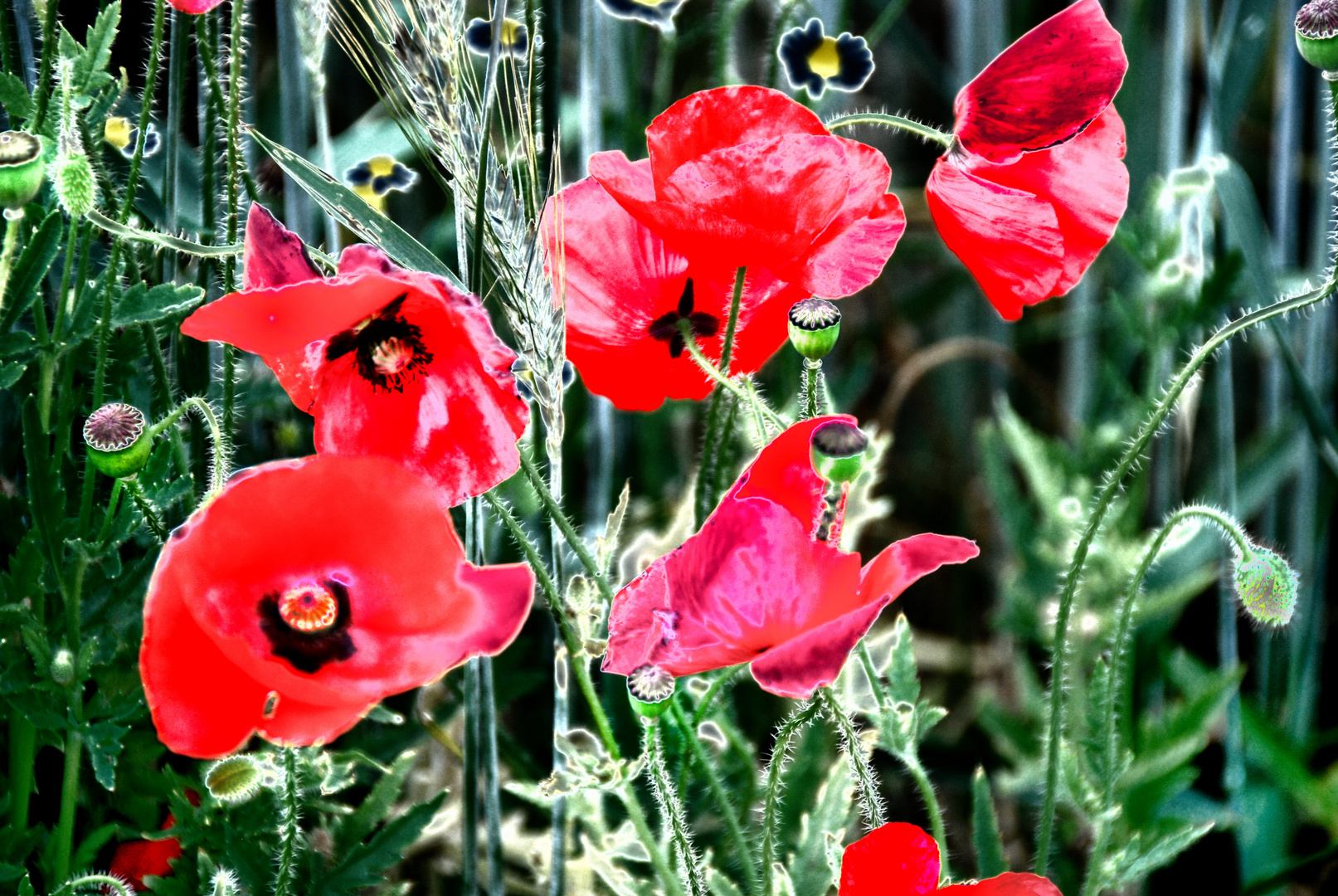 Mohn III