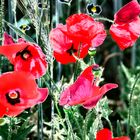 Mohn III