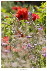 Mohn III